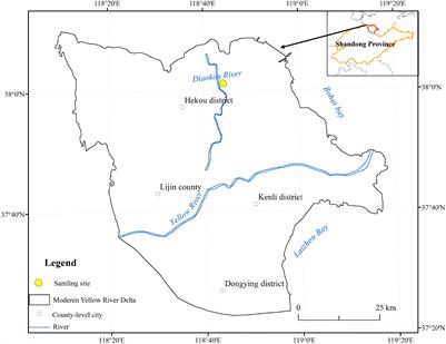 Variation in Bacterial Community Structure in Rhizosphere and Bulk Soils of Different Halophytes in the Yellow River Delta